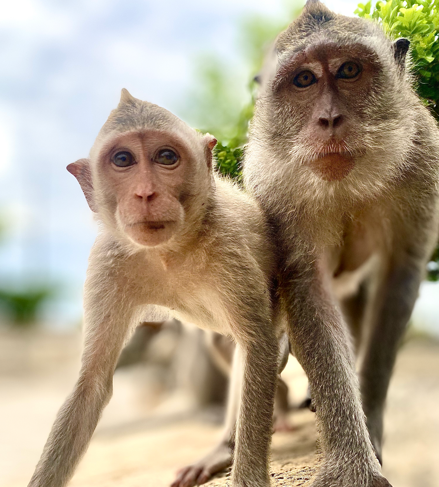 See the World in Portrait Mode